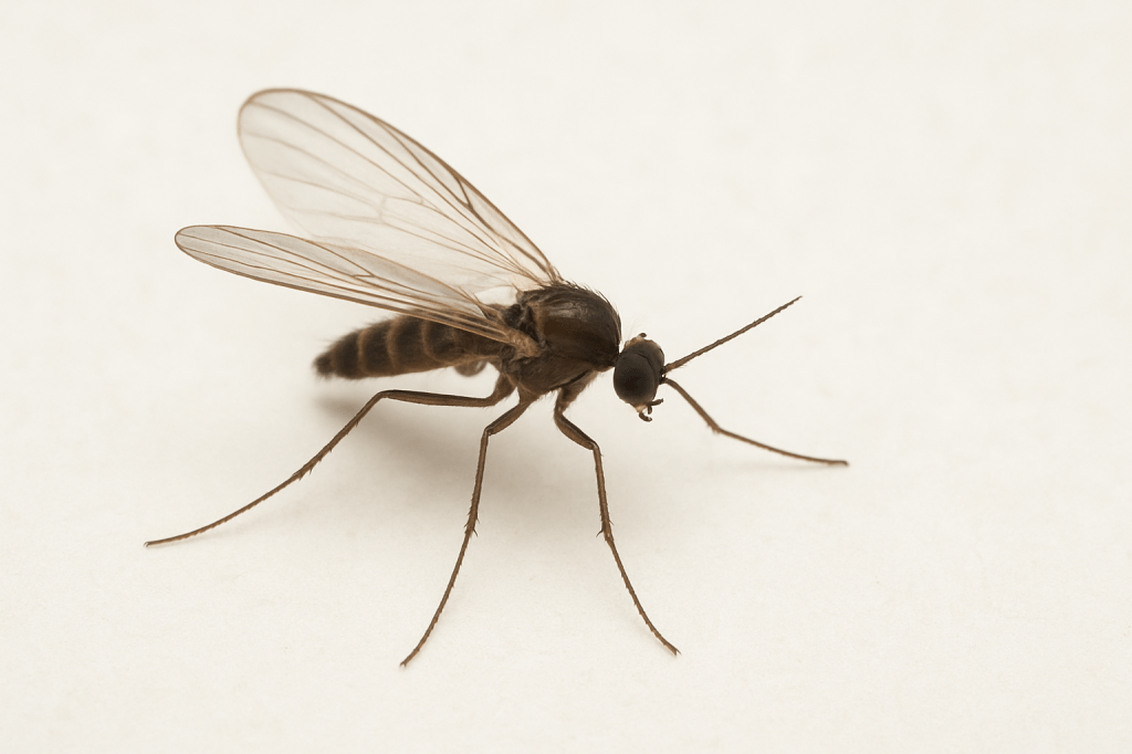 How to Get Rid of&nbsp;Gnats