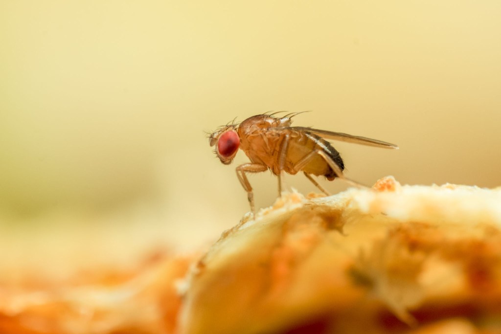 How to Get Rid of Fruit Flies: A Complete&nbsp;Guide
